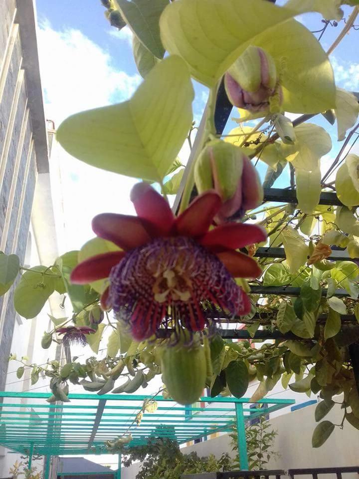 Riad Passiflora Fes Bilik gambar